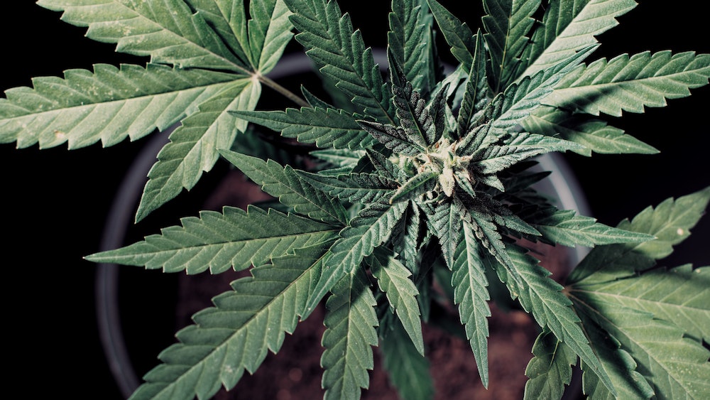 Franchises : le marché du CBD en pleine explosion